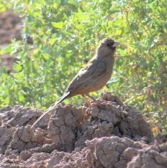 Abert's Towhee, a brown feeder bird