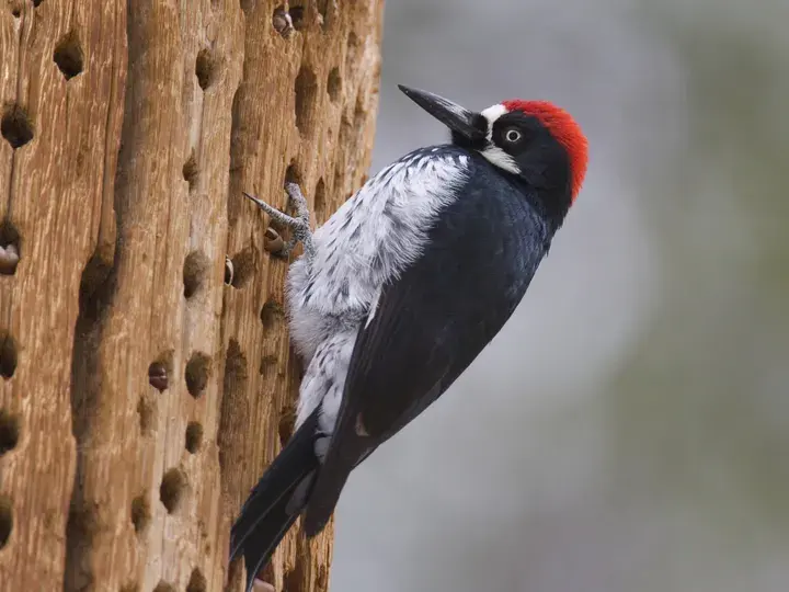 Acorn Woodpecker, a backyard bird that visits feeders
