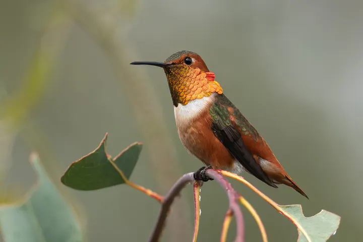 Allen's Hummingbird, a green feeder bird