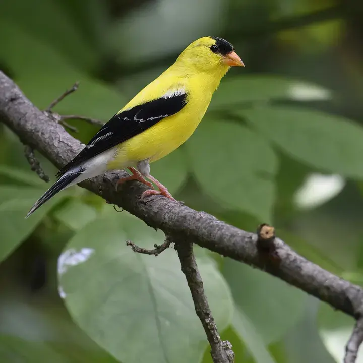 American Goldfinch, a backyard bird that visits feeders