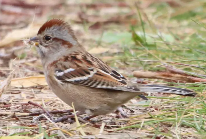 American Tree Sparrow, a backyard bird that visits feeders