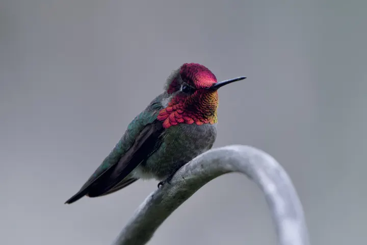 Anna's Hummingbird, a green feeder bird