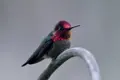 Anna's Hummingbird, one of the birds this feeder camera suits