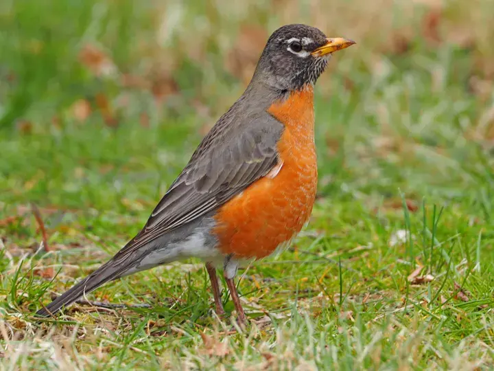American Robin – the most common of the backyard birds in Nebraska
