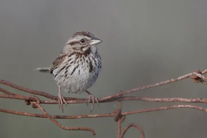 Song Sparrow – the most common of the backyard birds in Rhode Island