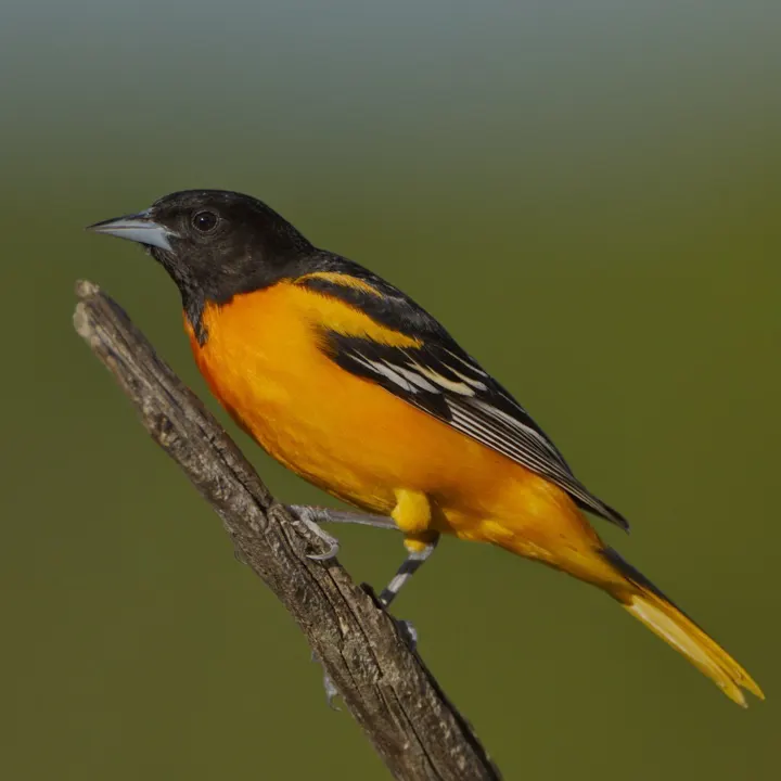 Baltimore Oriole, a orange feeder bird