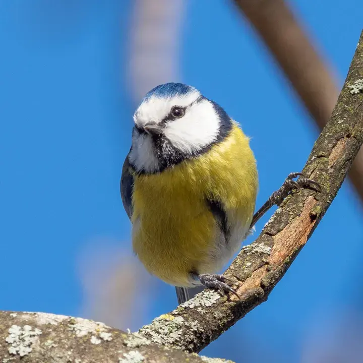 Eurasian blue tit at a feeder – bird box cameras in the uk