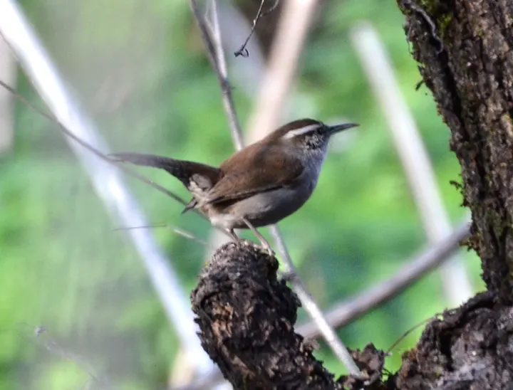 Bewick's Wren, a brown feeder bird