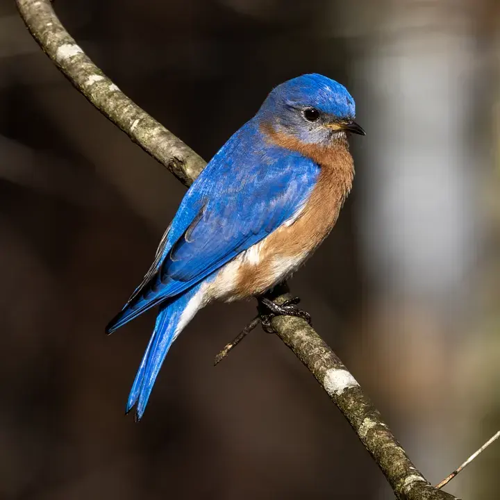 Eastern bluebird at a feeder – bird house cameras