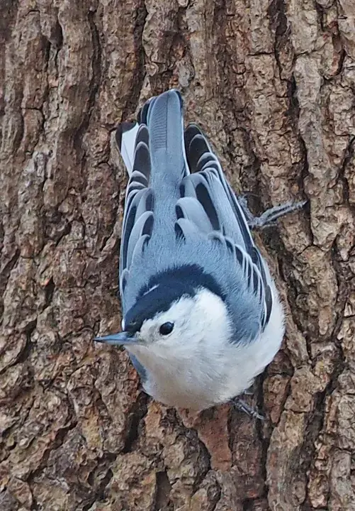 White-breasted nuthatch at a feeder – birdfy models and plans