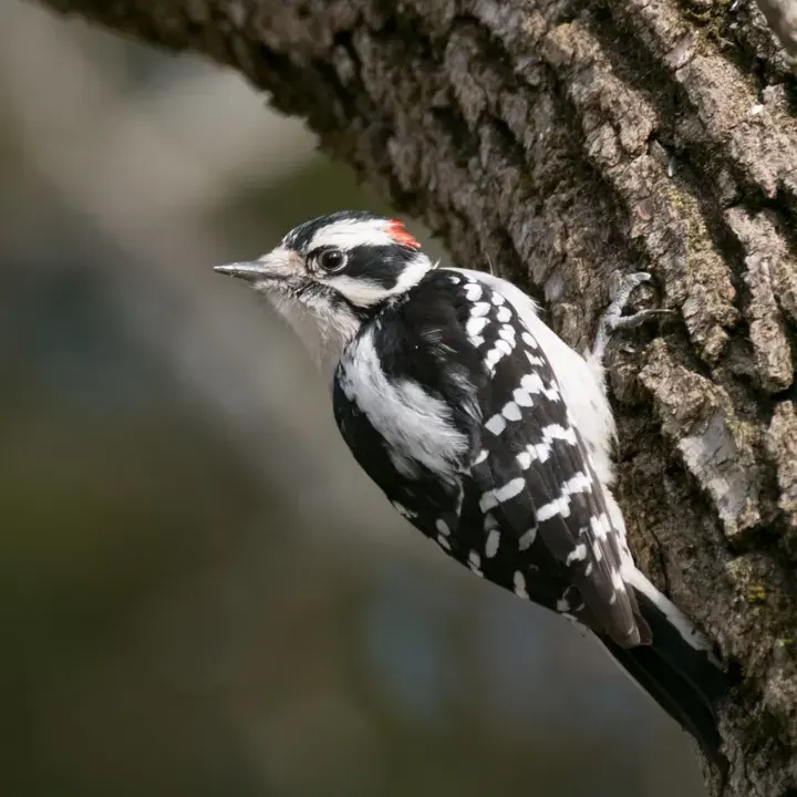 Downy woodpecker on a feeder – what a Birdfy membership costs per feeder