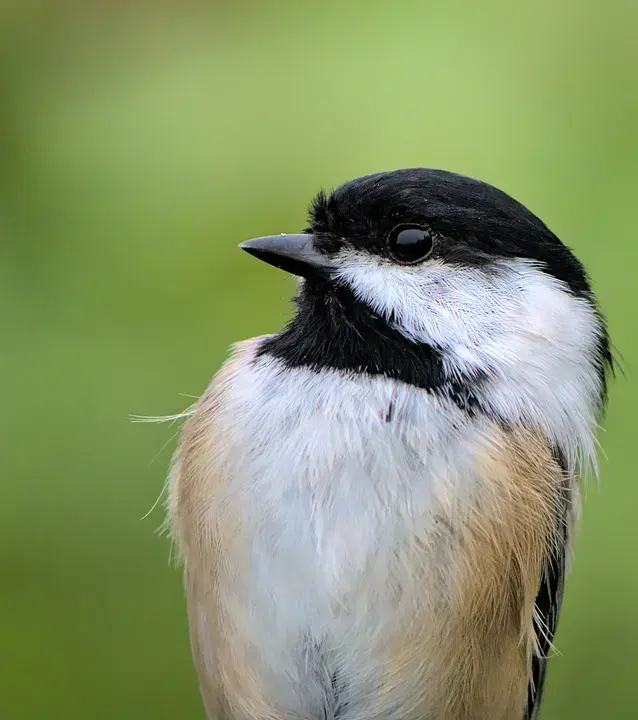 Black-capped chickadee on a bird feeder – when a Birdfy camera stops recording, these fixes help