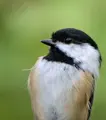 Black-capped Chickadee, one of the birds this feeder camera suits