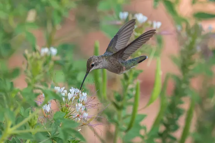 Black-chinned Hummingbird, a backyard bird that visits feeders