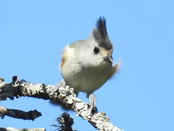 Black-crested Titmouse, a backyard bird that visits feeders