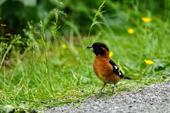 Black-headed Grosbeak, a black feeder bird
