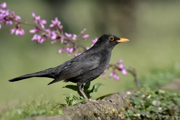 Blackbird, a black feeder bird