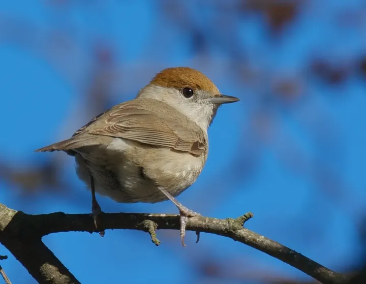 Blackcap, a gray feeder bird