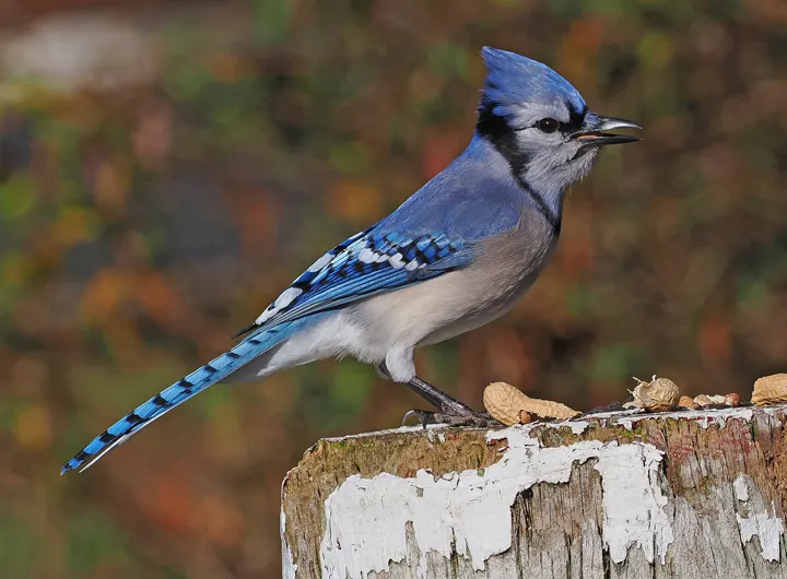Blue Jay, a blue feeder bird