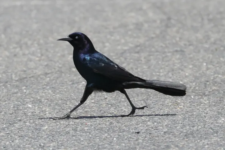 Boat-tailed Grackle, a black feeder bird