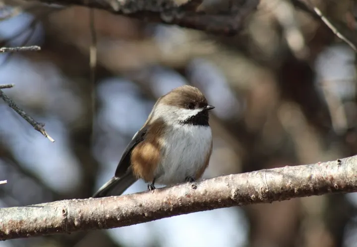 Boreal Chickadee, a brown feeder bird