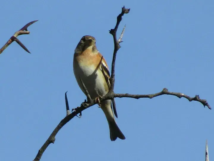 Brambling, a garden bird that visits feeders