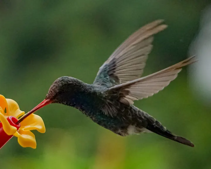 Broad-billed Hummingbird, a blue feeder bird