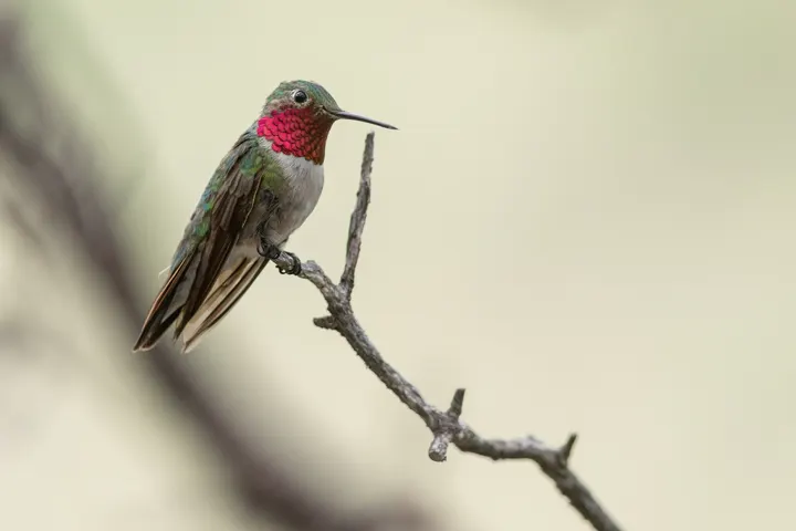 Broad-tailed Hummingbird, a green feeder bird