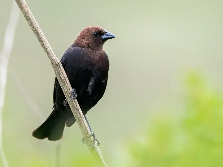 Brown-headed Cowbird, a backyard bird that visits feeders