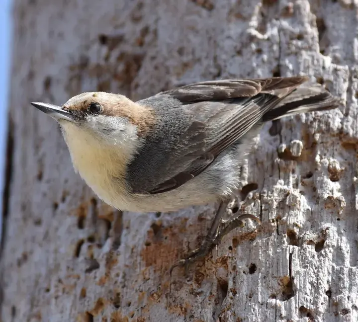Brown-headed Nuthatch, a backyard bird that visits feeders