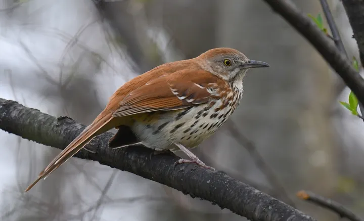 Brown Thrasher, a brown feeder bird