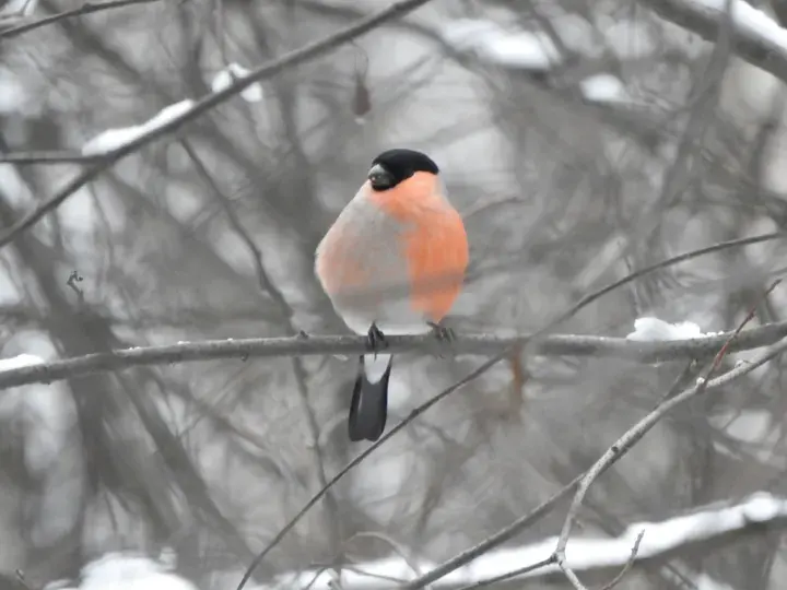 Bullfinch, a garden bird that visits feeders