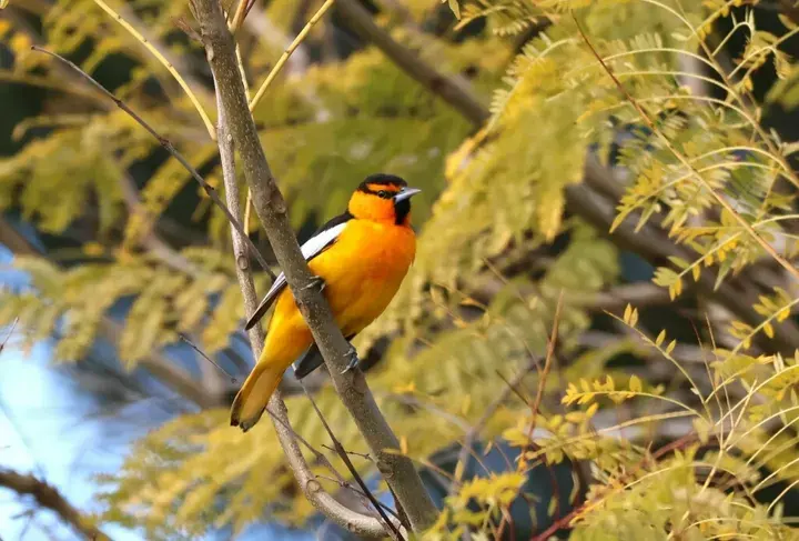Bullock's Oriole, a backyard bird that visits feeders