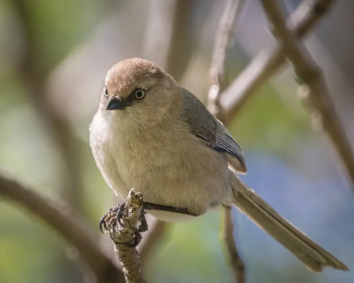 Bushtit, a gray feeder bird