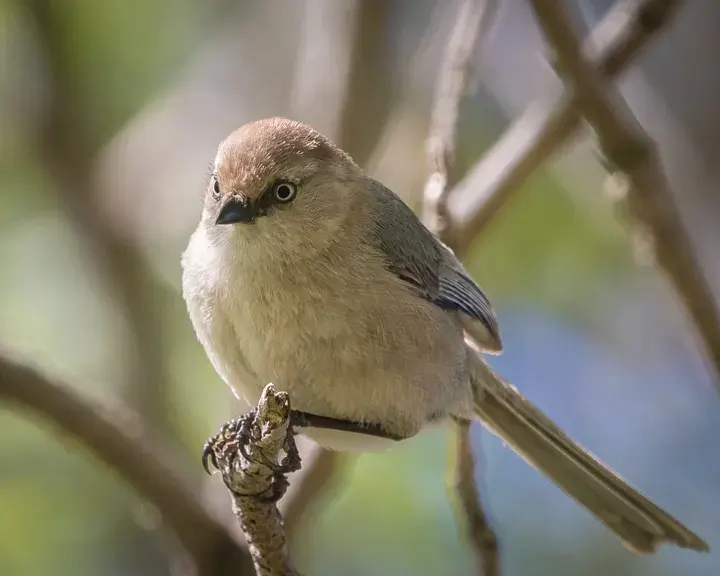Bushtit, a backyard bird that visits feeders