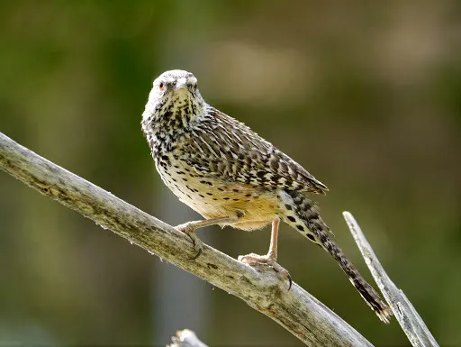 Cactus Wren, a brown feeder bird