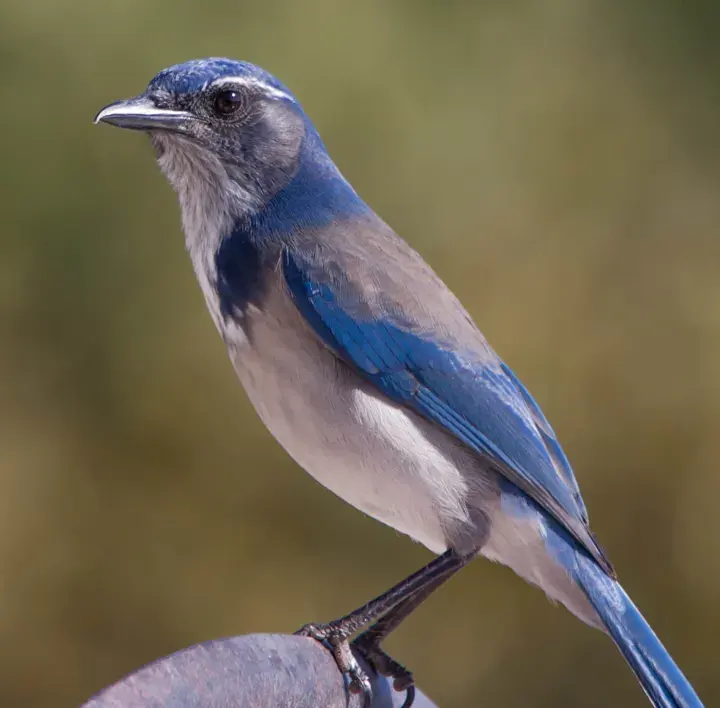 California Scrub-Jay, a backyard bird that visits feeders
