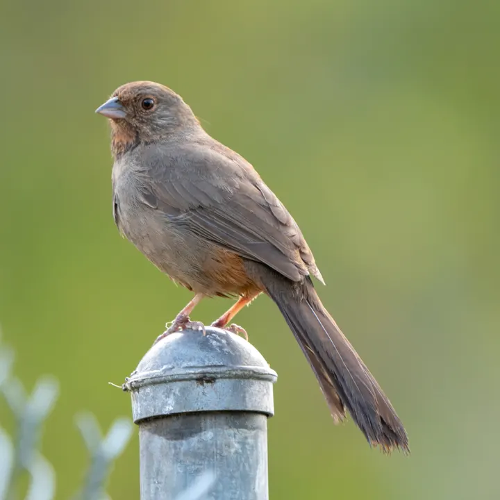 California Towhee, a brown feeder bird