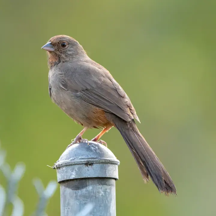 California Towhee, a backyard bird that visits feeders