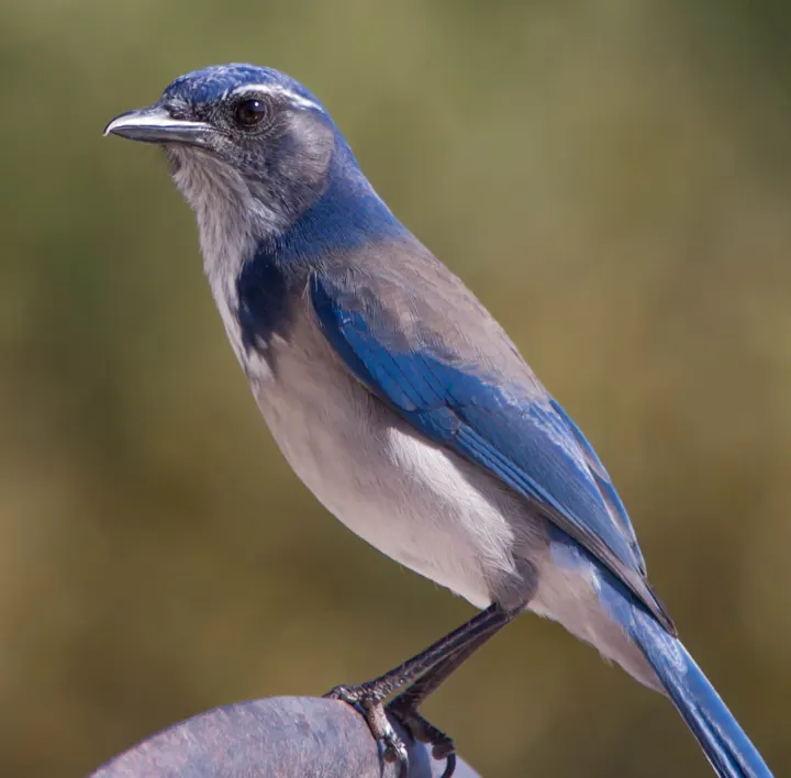 California Scrub-Jay, a blue feeder bird