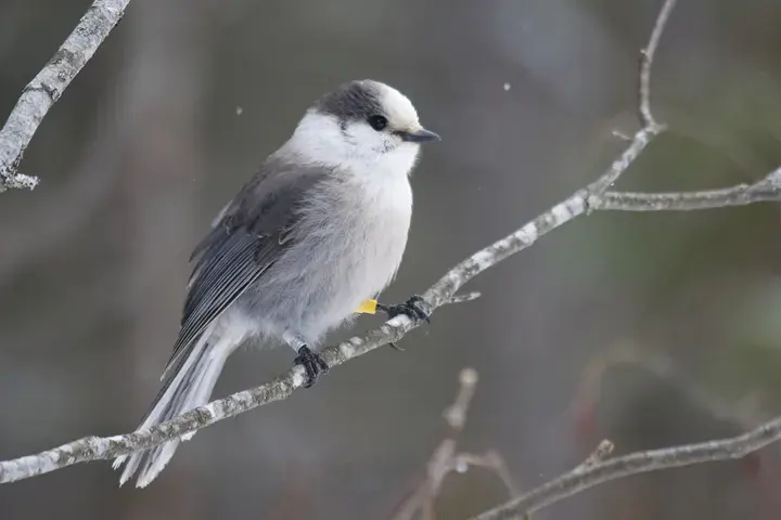 Canada Jay, a backyard bird that visits feeders
