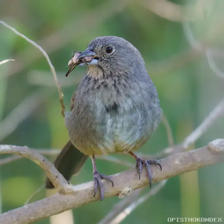 Canyon Towhee, a backyard bird that visits feeders