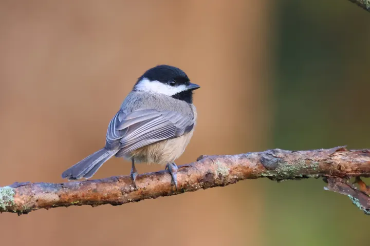 Carolina Chickadee, a black feeder bird