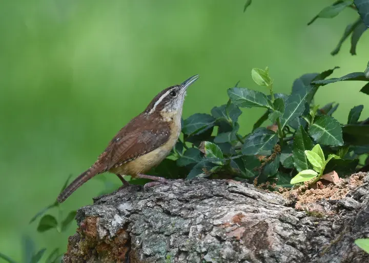Carolina Wren, a backyard bird that visits feeders