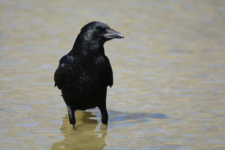 Carrion Crow, a black feeder bird