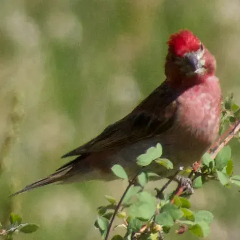 Cassin's Finch, a backyard bird that visits feeders
