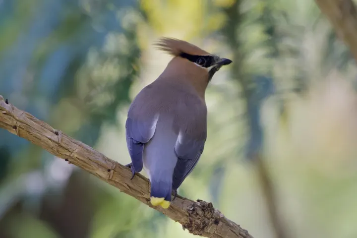Cedar Waxwing, a brown feeder bird