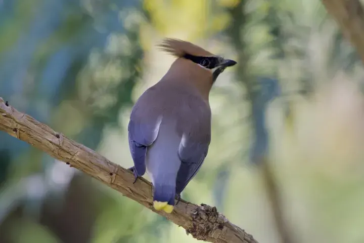 Cedar Waxwing, a backyard bird that visits feeders