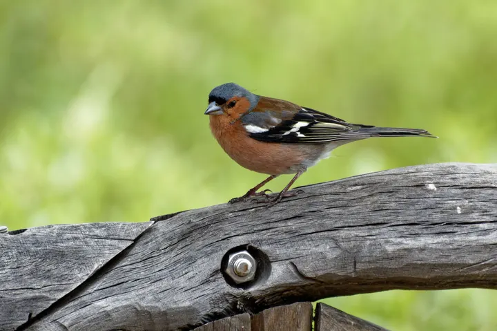Chaffinch, a pink feeder bird