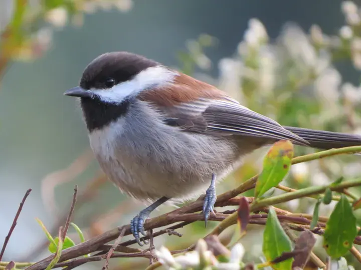 Chestnut-backed Chickadee, a backyard bird that visits feeders